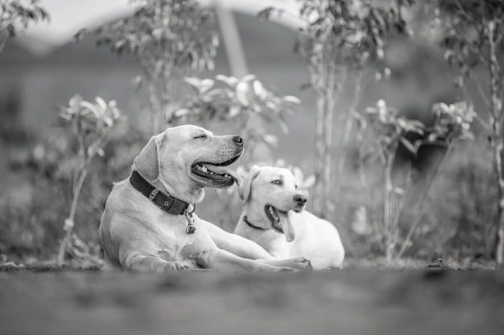 perros golden en blanco y negro